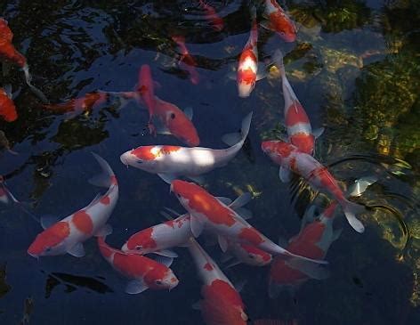 養鯉魚|錦鯉飼養密度及餵食方法